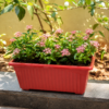14 inches Rectangular | Window Pot | Plastic Planter with drainage holes | Lightweight and Sturdy | Ideal at Window Sil for growing small flowering plants and Shrubs