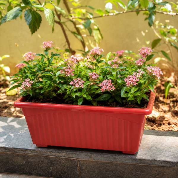 14 inches Rectangular | Window Pot | Plastic Planter with drainage holes | Lightweight and Sturdy | Ideal at Window Sil for growing small flowering plants and Shrubs