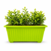 14 inches Rectangular | Window Pot | Plastic Planter with drainage holes | Lightweight and Sturdy | Ideal at Window Sil for growing small flowering plants and Shrubs
