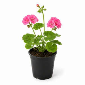 PL0055-a Geranium | Cranesbill (Pelargonium graveolens)