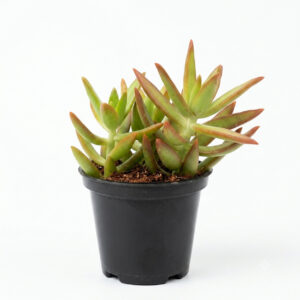 PL0056-a Golden Sedum | Coppertone Stonecrop (Sedum adolphii)