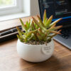 Golden Sedum | Coppertone Stonecrop (Sedum adolphii)
