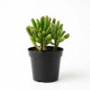 Gollum Jade | Ogre's Ear (Crassula ovata)