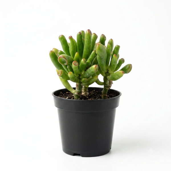Gollum Jade | Ogre's Ear (Crassula ovata)