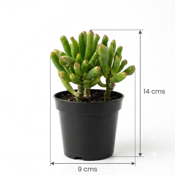 Gollum Jade | Ogre's Ear (Crassula ovata)