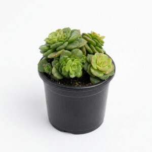 PL0058-a Sedum 'Little Gem' | Miniature Rosette Sedum (Cremnosedum 'Little Gem')