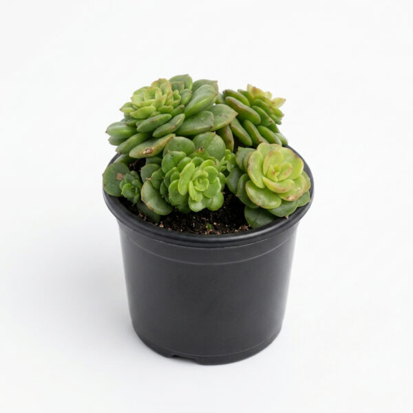 Sedum 'Little Gem' | Miniature Rosette Sedum (Cremnosedum 'Little Gem')