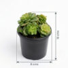 Sedum 'Little Gem' | Miniature Rosette Sedum (Cremnosedum 'Little Gem')