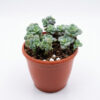 Tiscalatengo Gorge Sedum | Clavatum Sedum (Sedum clavatum)
