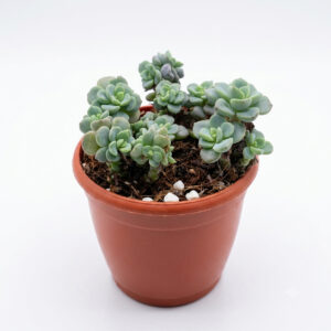 PL0059-a Tiscalatengo Gorge Sedum | Clavatum Sedum (Sedum clavatum)