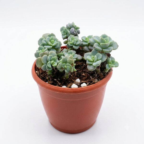 Tiscalatengo Gorge Sedum | Clavatum Sedum (Sedum clavatum)