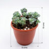 Tiscalatengo Gorge Sedum | Clavatum Sedum (Sedum clavatum)