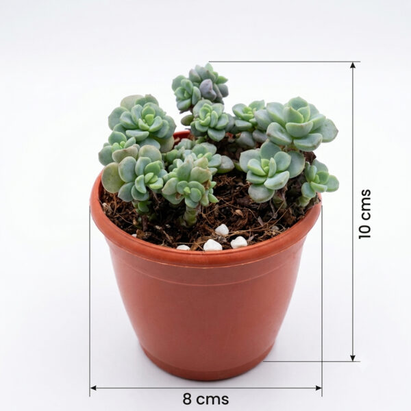 Tiscalatengo Gorge Sedum | Clavatum Sedum (Sedum clavatum)