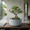 Flat Bonsai Planter | Ridged straight Grey-coloured Ceramic planter | This minimalistic planter suitable set for all varieties of Bonsai at Home, for gifting and personal use