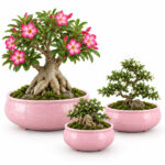 POC0091-b Cute, Plain Glaze Ceramic Bonsai Planters | Set of 3