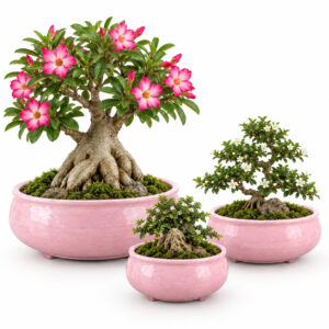Cute, Plain Glaze Ceramic Bonsai Planters | Set of 3