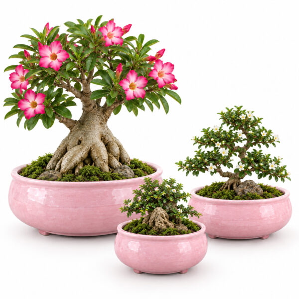 POC0091-b Cute, Plain Glaze Ceramic Bonsai Planters | Set of 3