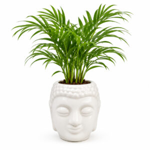 RG0001-a Return gift Sets at Rs 175/- each | 25 sets of Table Palms in Ceramic Face designed planter