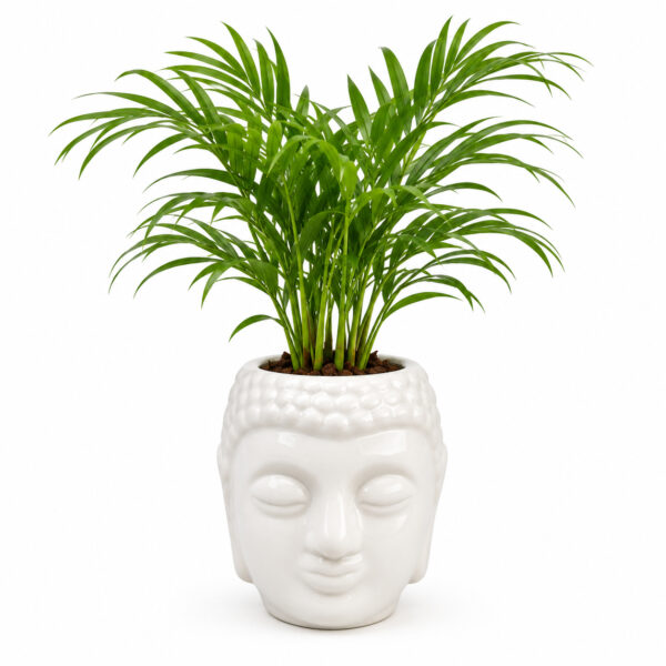 RG0001-a Return gift Sets at Rs 175/- each | 25 sets of Table Palms in Ceramic Face designed planter