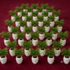 RG0001-c Return gift Sets at Rs 175/- each | 25 sets of Table Palms in Ceramic Face designed planter