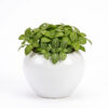 Return gift Sets at Rs 175/- each | 25 sets of Olive Green Fittonia (Fittonia Albivenis) in Ceramic Apple shaped Pot