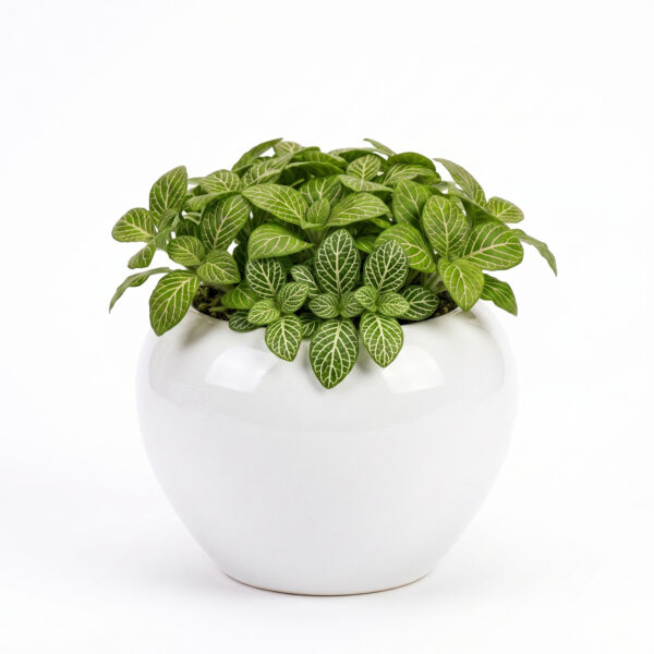 Return gift Sets at Rs 175/- each | 25 sets of Olive Green Fittonia (Fittonia Albivenis) in Ceramic Apple shaped Pot