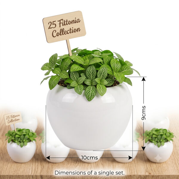 Return gift Sets at Rs 175/- each | 25 sets of Olive Green Fittonia (Fittonia Albivenis) in Ceramic Apple shaped Pot