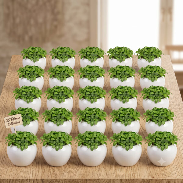 Return gift Sets at Rs 175/- each | 25 sets of Olive Green Fittonia (Fittonia Albivenis) in Ceramic Apple shaped Pot