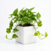 Return gift Sets at Rs 225/- each | 25 sets of Money Plants / Pothos (Epipremnum Aureum) in Square ceramic planter