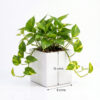 Return gift Sets at Rs 225/- each | 25 sets of Money Plants / Pothos (Epipremnum Aureum) in Square ceramic planter