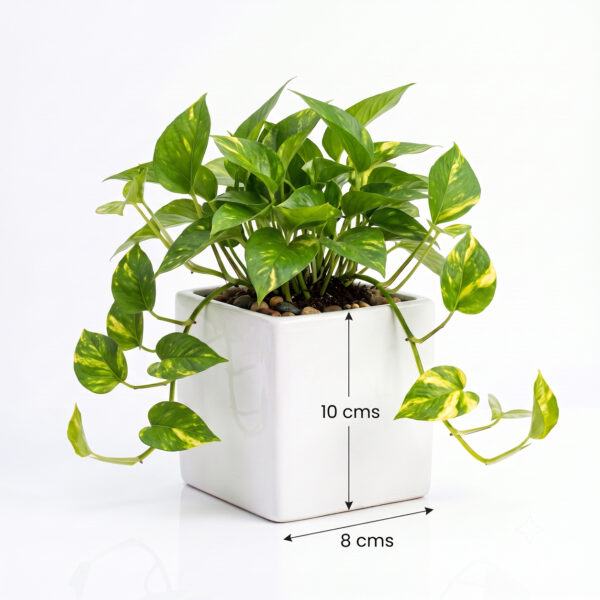 Return gift Sets at Rs 225/- each | 25 sets of Money Plants / Pothos (Epipremnum Aureum) in Square ceramic planter