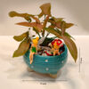Miniature Garden | Fairies in a Cup Garden | Open Terrarium | Succulent Show-piece