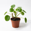 PL0060-a Copper Coin | Dollarweed | Chinese Money Plant |Brahmi | Vallarai | Ondelaga (Pilea peperomioides)