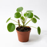 PL0060-a Copper Coin | Dollarweed | Chinese Money Plant |Brahmi | Vallarai | Ondelaga (Pilea peperomioides)