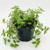 Turtle vine | Creeping Inch Plant | Callisia Repens