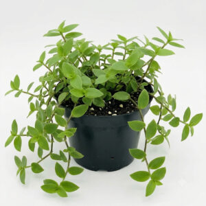 Turtle vine | Creeping Inch Plant | Callisia Repens