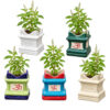 Return gift Sets at Rs 175/- each | 25 sets of Tulsi (Ocimum sanctum) in small Brindavan shaped ceramic Pot