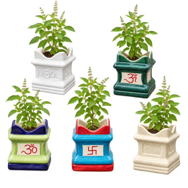 Return gift Sets at Rs 175/- each | 25 sets of Tulsi (Ocimum sanctum) in small Brindavan shaped ceramic Pot